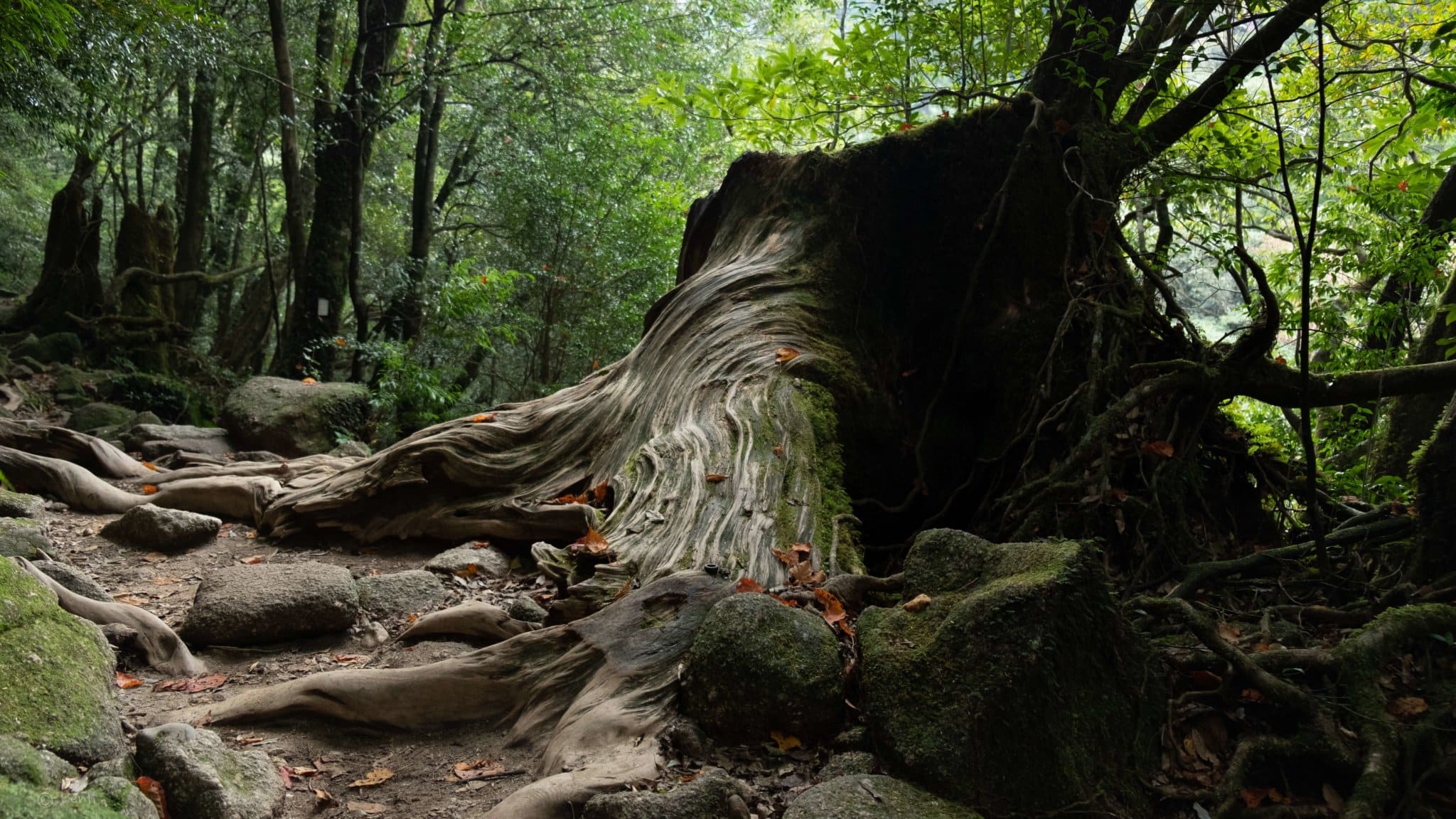 Tree on Yakushima Island Japan